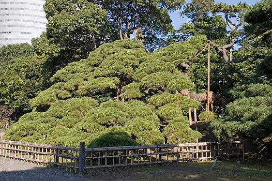 300-year-old pine tree at Hamarikyu Garden 300-year-old pine tree at Hamarikyu Garden