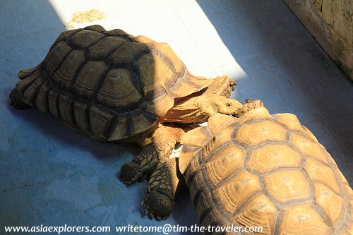 African Tortoise African Tortoise