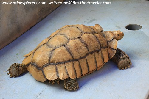African Tortoise African Tortoise