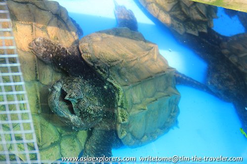 Alligator Snapping Turtle Alligator Snapping Turtle