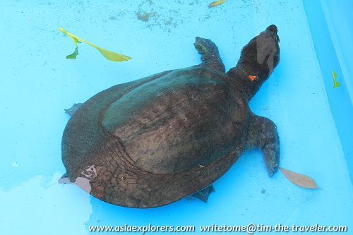 Asian Soft Shelled Turtle Asian Soft Shelled Turtle