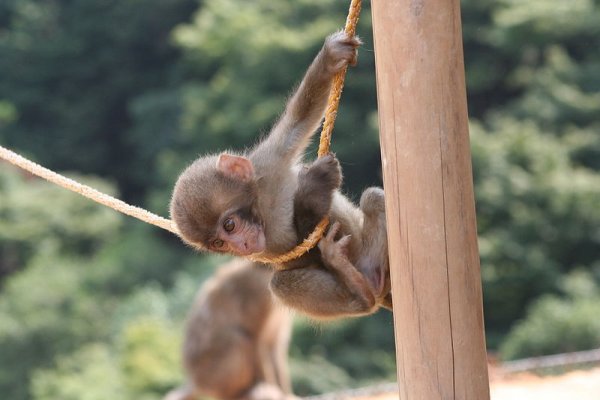 Baby monkey at Iwatayama Monkey Park, Arashiyama
