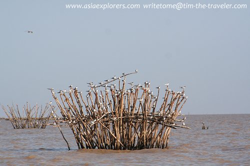 Birds at the Tonl&eacute; Sap
