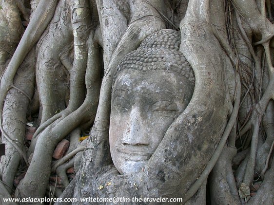A Buddha head wrapped by roots of a bayan tree in front of Wat Mahathat, Ayutthaya A Buddha head wrapped by roots of a bayan tree in front of Wat Mahathat, Ayutthaya