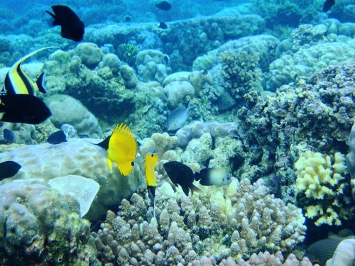 Bukanen Marine Park, Sulawesi Bukanen Marine Park, Sulawesi