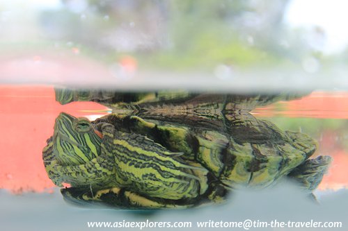 Burmese Peacock Turtle Burmese Peacock Turtle