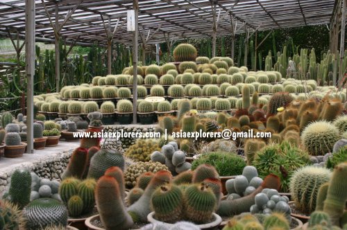 [http://www.asiaexplorers.com/pics/cactus-valley-cameron-highlands.jpg]