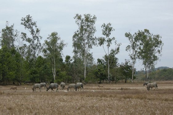 Wild water buffaloes at Cat Tien National Park