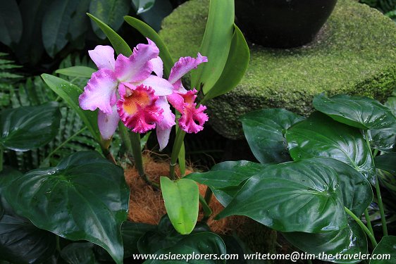 Cattleya, National Orchid Garden, Singapore Cattleya, National Orchid Garden, Singapore