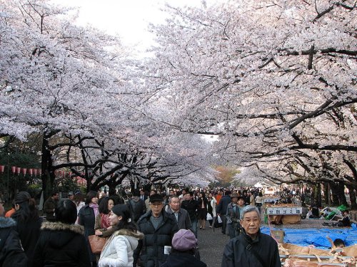 Cherry blossoms at Ueno Park, Tokyo Cherry blossoms at Ueno Park, Tokyo