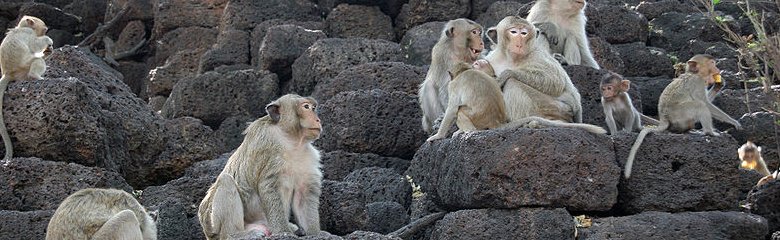 Crab-eating macaques behind Sarn Phra Karn shrine in Lopburi