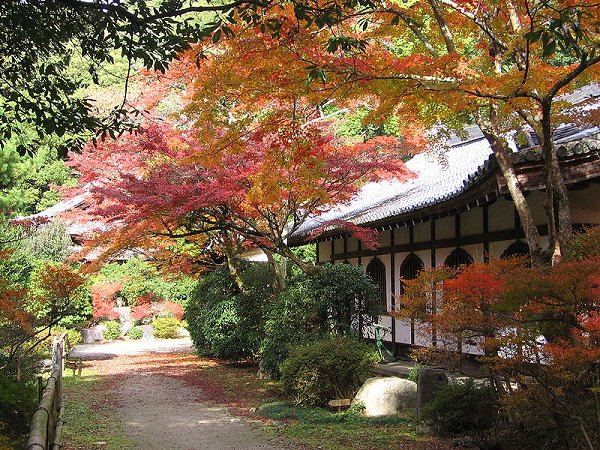 Maple trees at Daigo-ji Temple, Fushimi, Kyoto Maple trees at Daigo-ji Temple, Fushimi, Kyoto