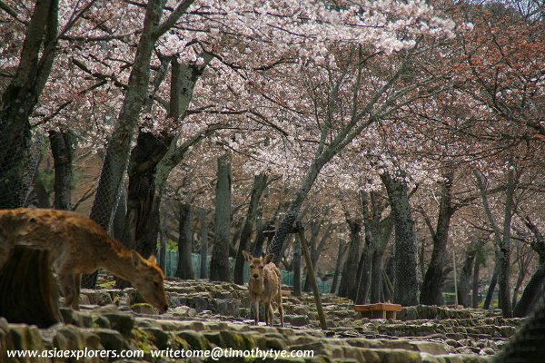 Deer under the cherry blossoms, Nara Park Deer under the cherry blossoms, Nara Park