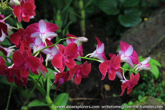 Dendrobiums, National Orchid Garden, Singapore Dendrobiums, National Orchid Garden, Singapore
