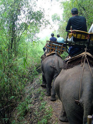 Elephant Ride, the White Temple of Chiang Rai