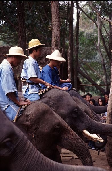 Elephant show staged at the Thai Elephant Conservation Center