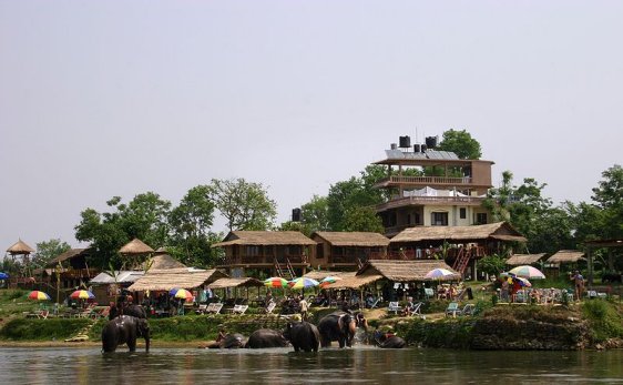 Elephants in the river in Lumbini Elephants in the river in Lumbini