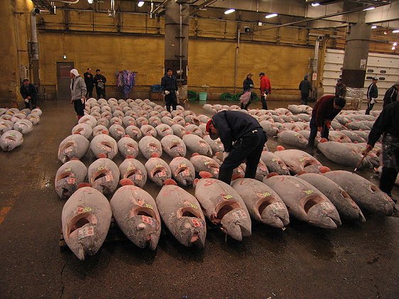 Frozen tuna at Tsukiji Fish Market Frozen tuna at Tsukiji Fish Market