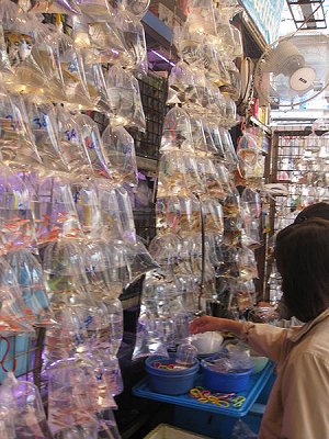 Goldfish Market, Mong Kok