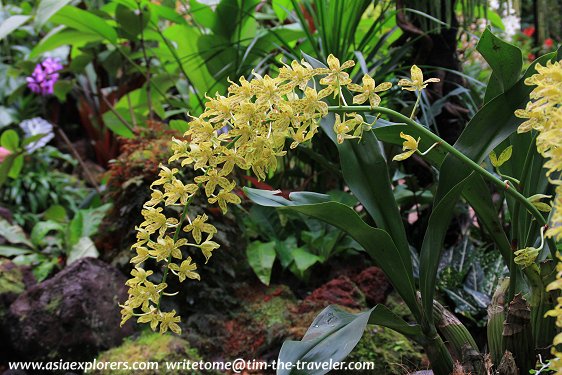 Grammatophyllum, National Orchid Garden, Singapore Grammatophyllum, National Orchid Garden, Singapore