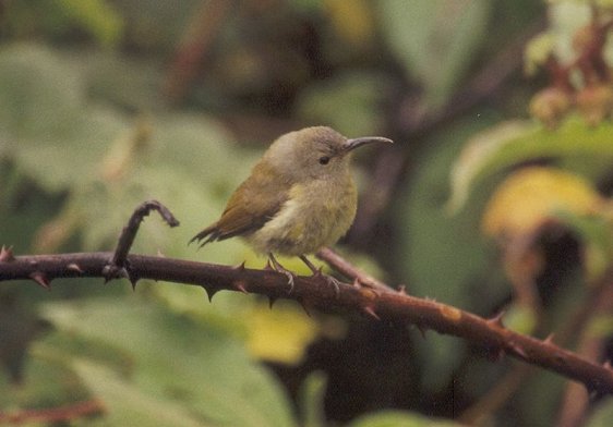 Green-tailed Sunbird, Doi Inthanon National Park Green-tailed Sunbird, Doi Inthanon National Park