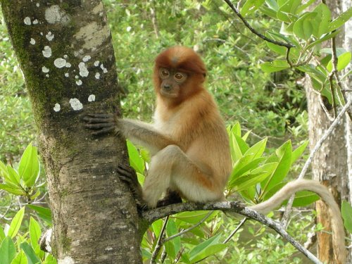 Juvenile prosboscis monkey at Bako National Park, Sarawak Juvenile prosboscis monkey at Bako National Park, Sarawak
