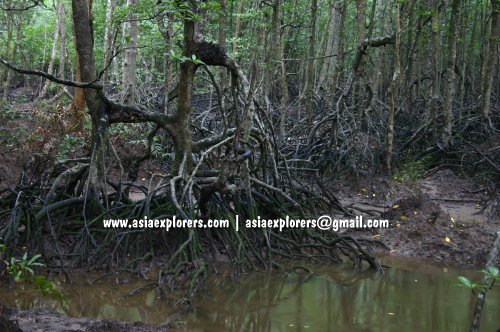 Kilim Mangrove Forest Kilim Mangrove Forest