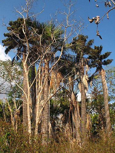 Komodo Island vegetation Komodo Island vegetation