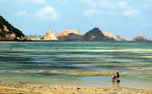 Picking fish on the beach at Kuta, Lombok Picking fish on the beach at Kuta, Lombok