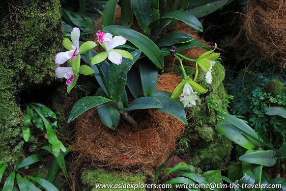 Laelia, National Orchid Garden, Singapore Laelia, National Orchid Garden, Singapore