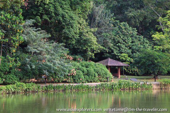 Lakeside at Swan Lake, Singapore Botanic Gardens Lakeside at Swan Lake, Singapore Botanic Gardens