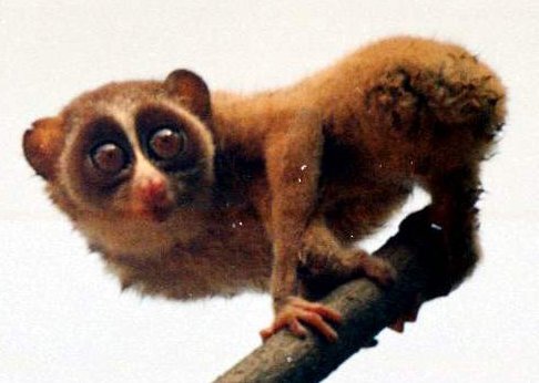 The loris The loris