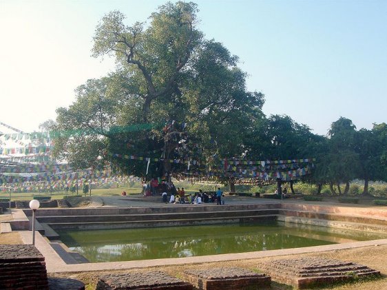 Lumbini bodhi tree Lumbini bodhi tree