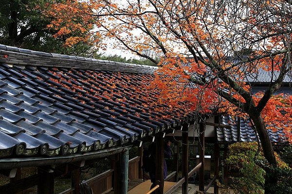 Maple leaves at Tenryu-ji Temple