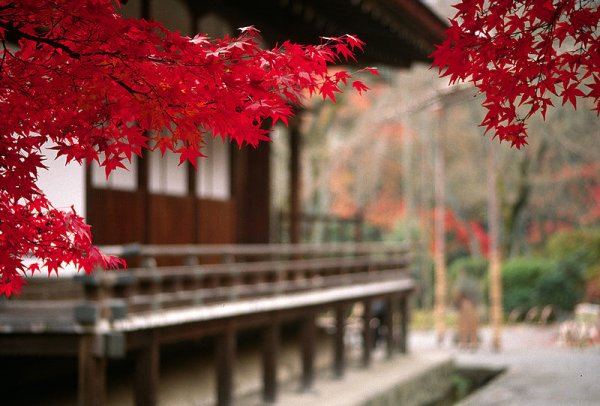 Maple leaves at Tenryu-ji Temple