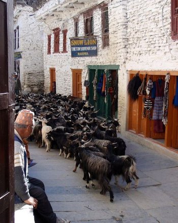 A herd of goat in Marpha, Nepal
