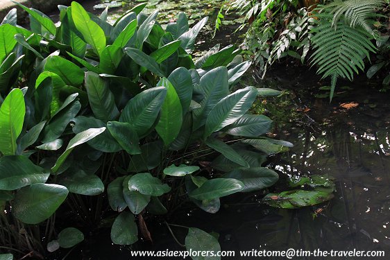 Marsh Garden, Singapore Botanic Gardens Marsh Garden, Singapore Botanic Gardens