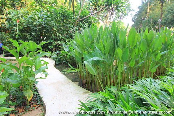 Marsh Garden, Singapore Botanic Gardens Marsh Garden, Singapore Botanic Gardens