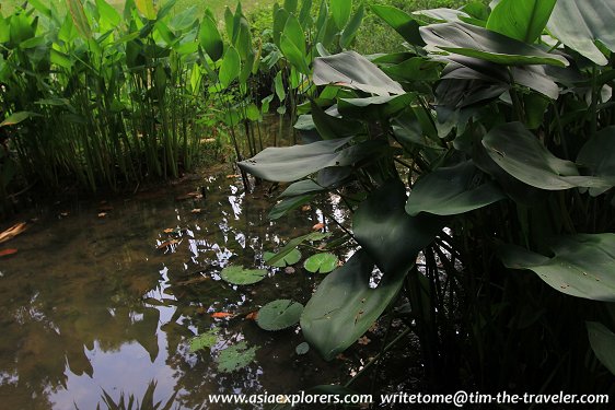 Marsh Garden, Singapore Botanic Gardens Marsh Garden, Singapore Botanic Gardens