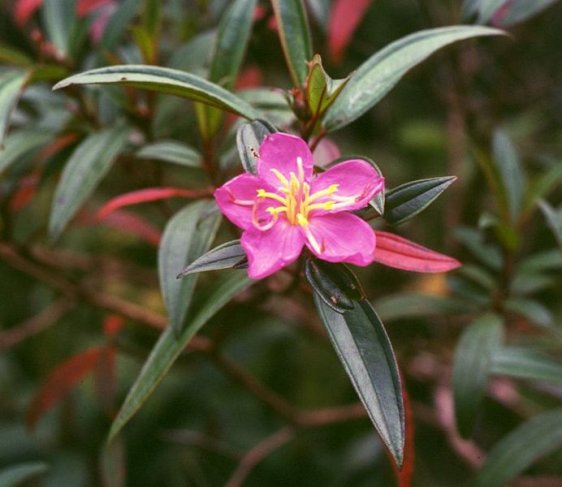Melastoma malabathricum at Phnom Bokor National Park, Cambodia