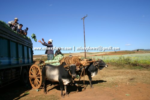 Harvesting cabbages for the market, Myanmar