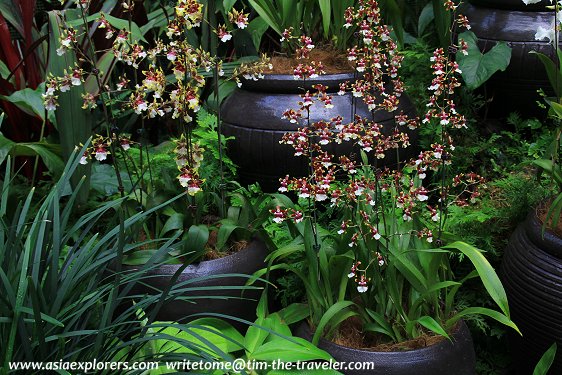 Oncidiums, National Orchid Garden, Singapore Oncidiums, National Orchid Garden, Singapore