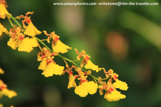 Oncidiums, National Orchid Garden, Singapore Oncidiums, National Orchid Garden, Singapore