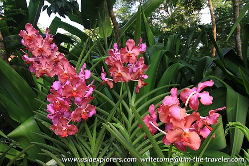 Orchids, Singapore Botanic Gardens Orchids, Singapore Botanic Gardens