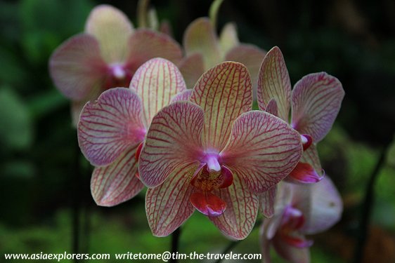 Philaenopsis blooms, National Orchid Garden, Singapore Philaenopsis blooms, National Orchid Garden, Singapore