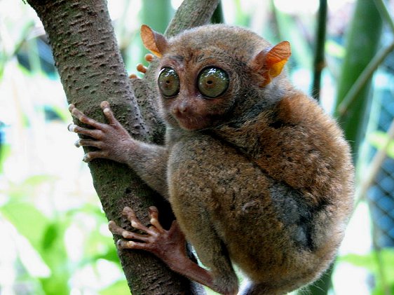 The Philippine tarsier, as seen in Bohol The Philippine tarsier, as seen in Bohol