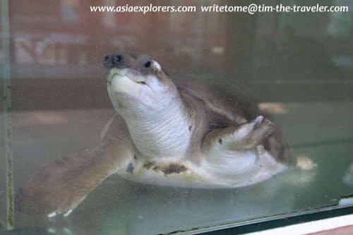 Pig Nose Tortoise Pig Nose Tortoise