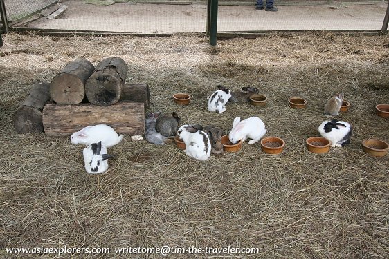 Rabbit Park, Berjaya Hills Rabbit Park, Berjaya Hills