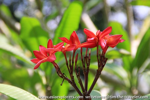 Red Frangipani, Singapore Botanic Gardens Red Frangipani, Singapore Botanic Gardens