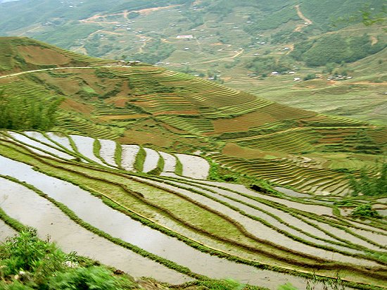 Rice terrace of Sa Pa Rice terrace of Sa Pa